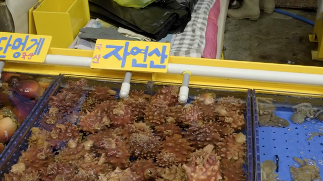 시장 수조 속 신선한 멍게