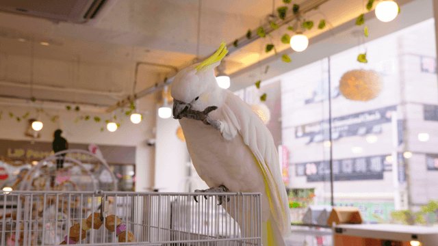 White parrot trimming its claws atop a birdcage
