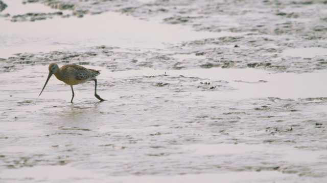 Brown sandpiper foraging on the tidal flat