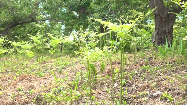 Young bracken ferns growing in a lush forest