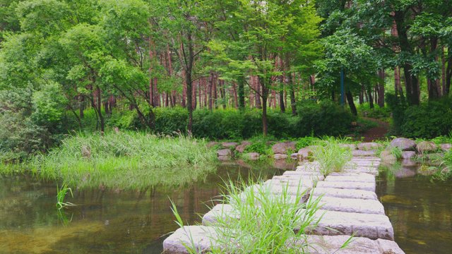 Small stream in a quiet forest
