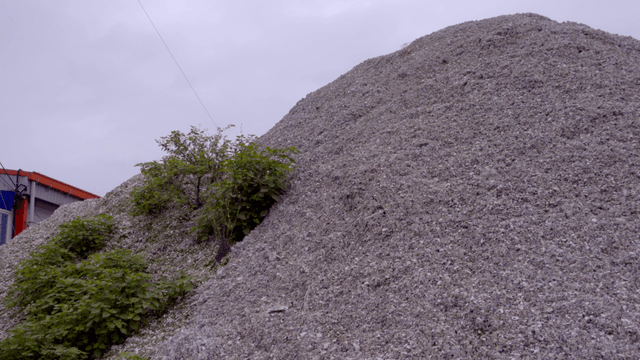 야외에 쌓인 큰 조개 껍질 더미