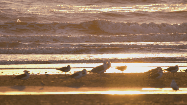 Sandpipers resting on a sunlit beach with gentle waves