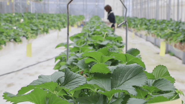 Farmer tending plants in a greenhouse