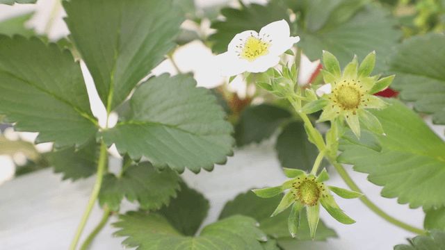 Strawberry plant with flowers and leaves