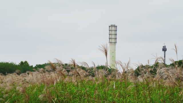 Tall autumn silver grass in a field with a tower