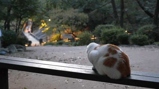 Cat sitting on a park bench with people walking in the distance