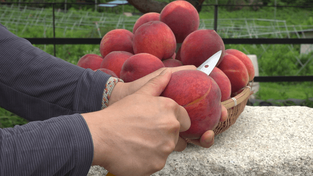 Knife cutting fresh peaches in the orchard