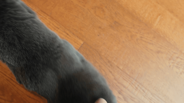 Gray cat being gently stroked