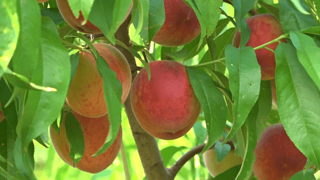 Ripe peaches hanging from tree branches