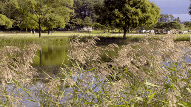 푸른 나무로 둘러싸인 고요한 호수