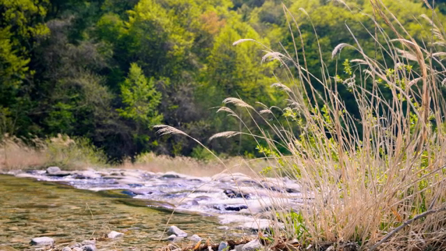 A tranquil river flowing through lush greenery