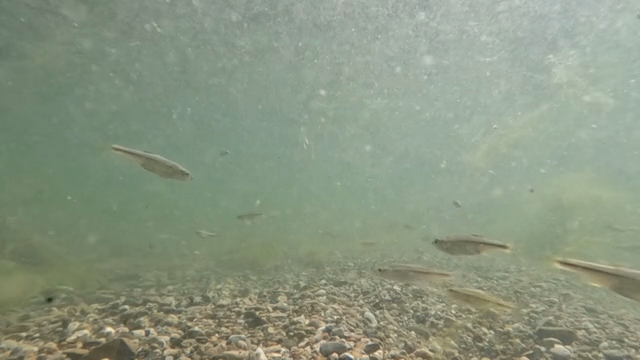 Small fish swimming in a clear river