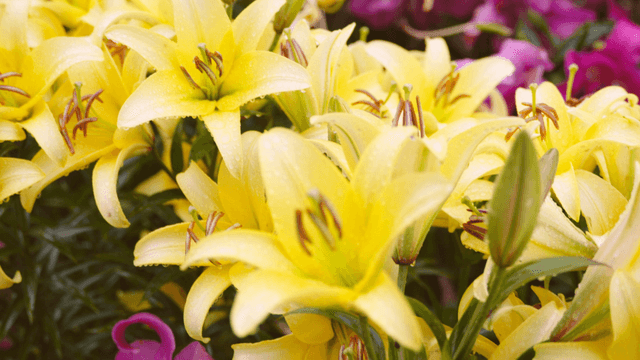 Yellow lilies with raindrops in a garden