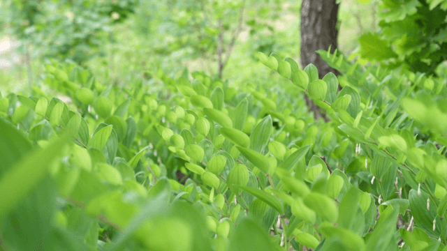 Lush green plants in a forest setting
