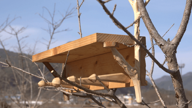 Wooden shelf stand on tree branches