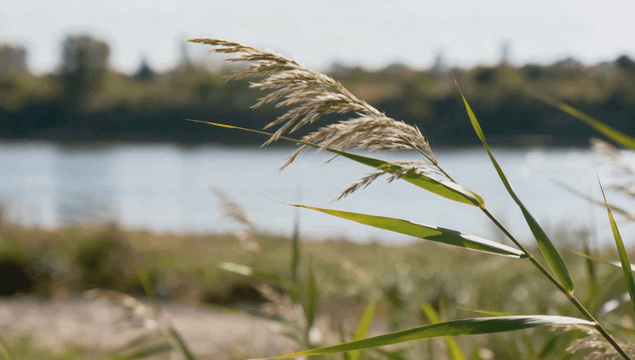 Gentle reeds swaying along riverside