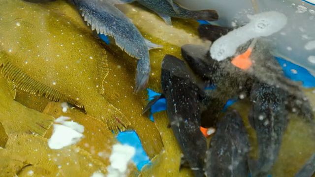 Various fish in the tank