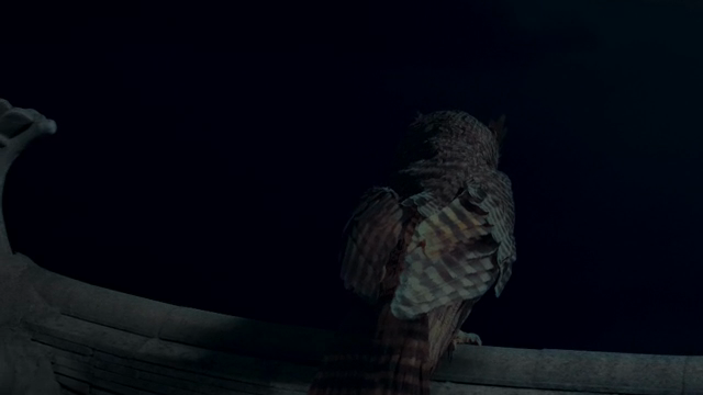 Owl perched on a rooftop at night