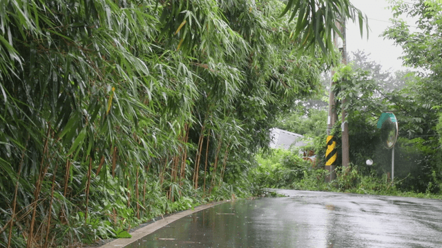 Rainy road lined with trees