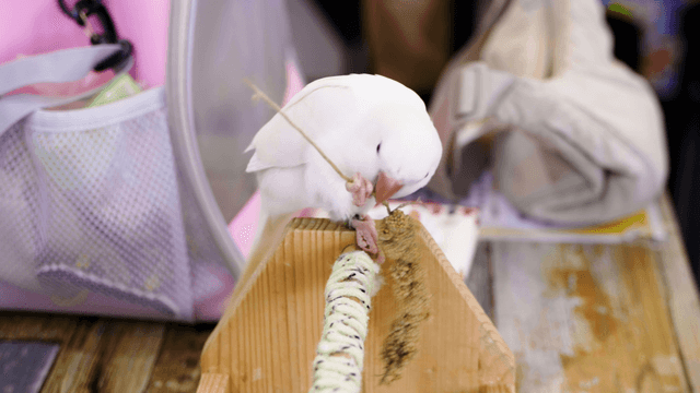 White parrot eating grain snack on an indoor perch