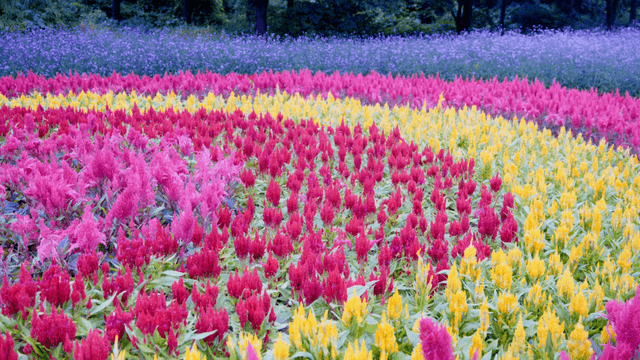Colorful flower field in full bloom