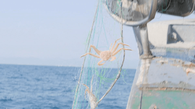 Crabs caught in a fishing net on a boat