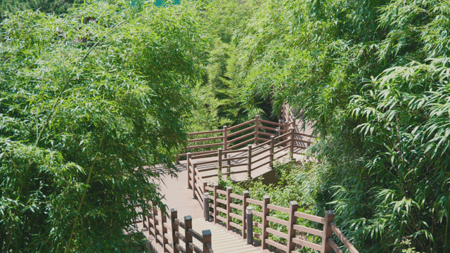 푸른 숲으로 둘러싸인 나무 계단 길