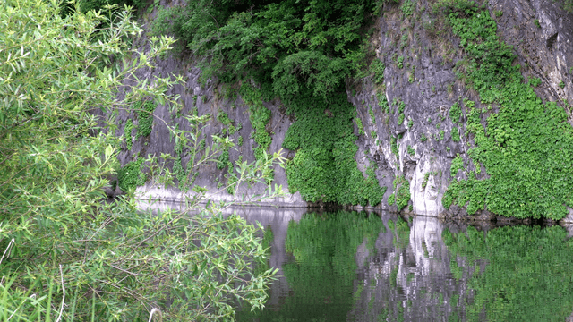 푸른 녹지가 우거진 고요한 강