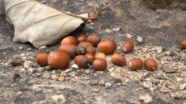 Wild acorns scattered on ground with fallen leaves