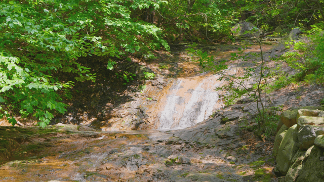 Small stream in the green forest