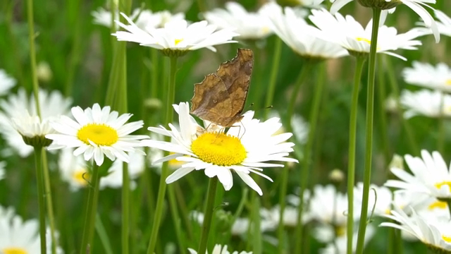 Butterfly resting on a daisy