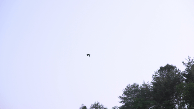 Bird flying over a dense forest