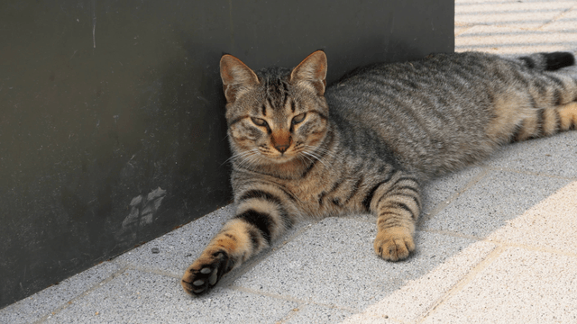 A relaxed tabby cat lying on the pavement