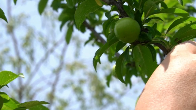 A hand inspecting a green fruit on a tree