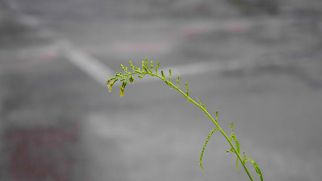 Plant stem with raindrops on a street