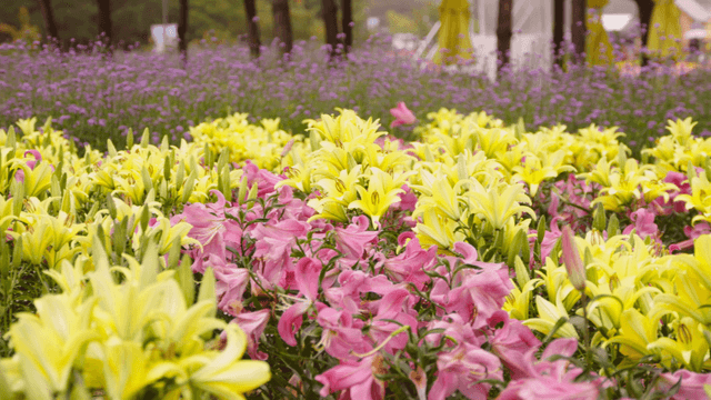 Vibrant field of yellow and pink lilies