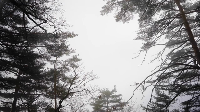 안개 낀 숲과 높은 나무들