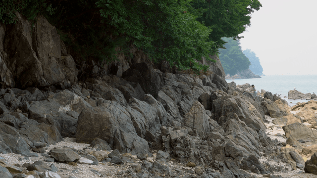 A rocky beach with lush green trees