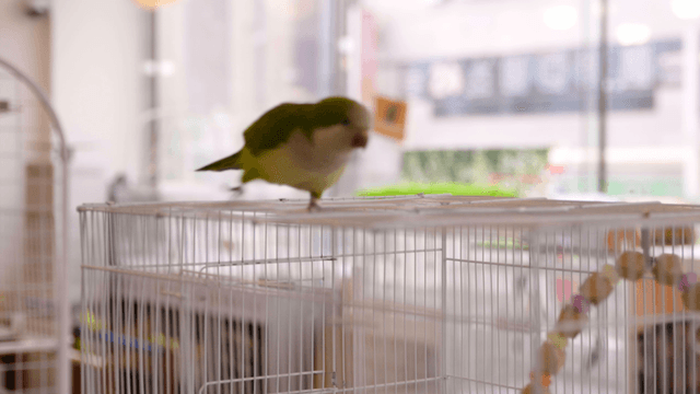Green parrot pecking atop a cage in a pet cafe