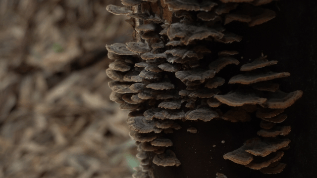 Black mushrooms densely growing on tree trunk