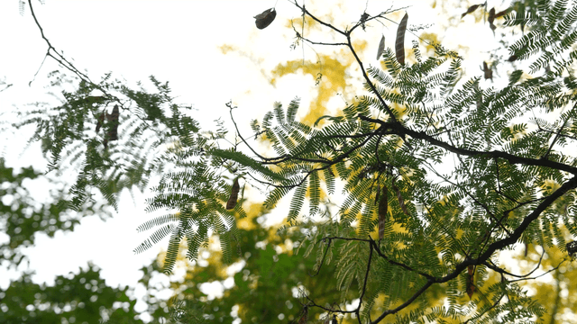 Green leaves and branches against the sky