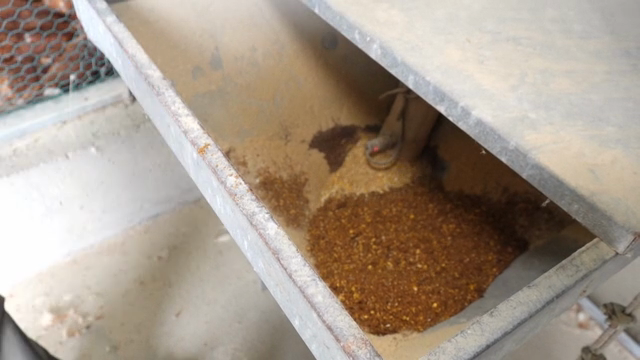 Pouring grain into a feed container