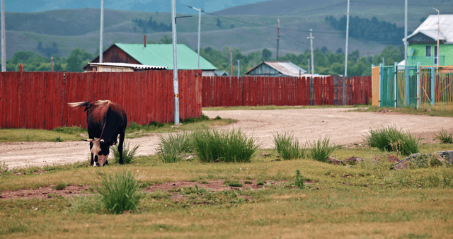 A cow grazing near a rural village