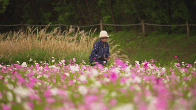Middle-aged woman walking through a colorful cosmos field
