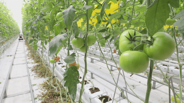 Green tomatoes growing in a greenhouse