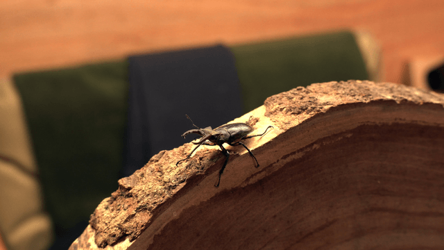 Stag beetle on a piece of wood indoors