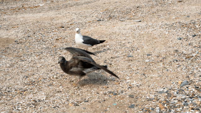 Seagulls gathered on a pebbly beach