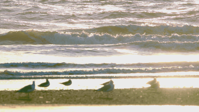 Sandpipers resting on a sunlit beach with gentle waves