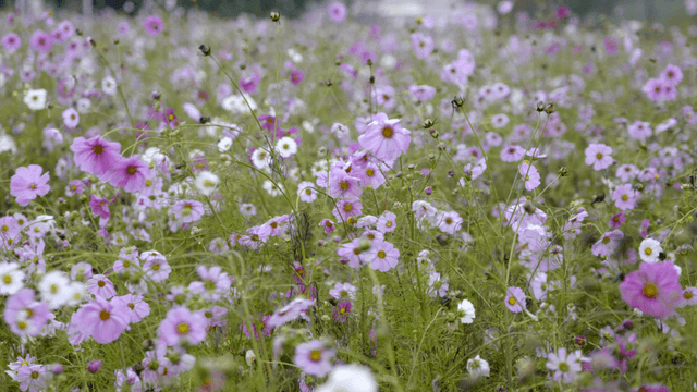 Field of blooming pink cosmos flowers